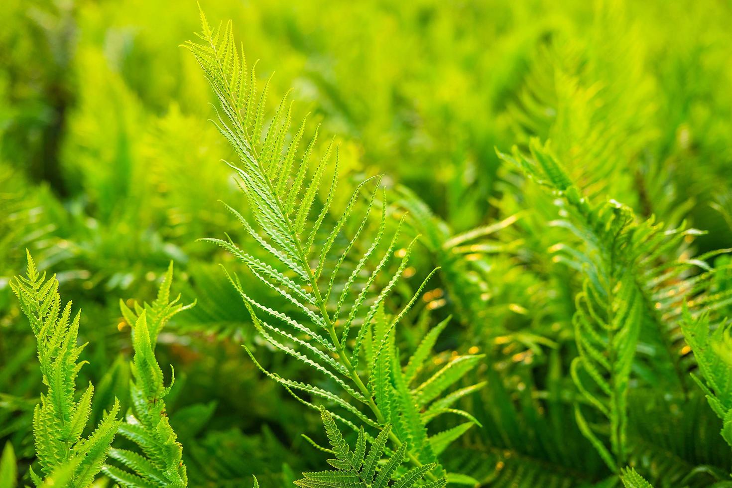 jardín de helechos y fondo de árbol de helecho foto