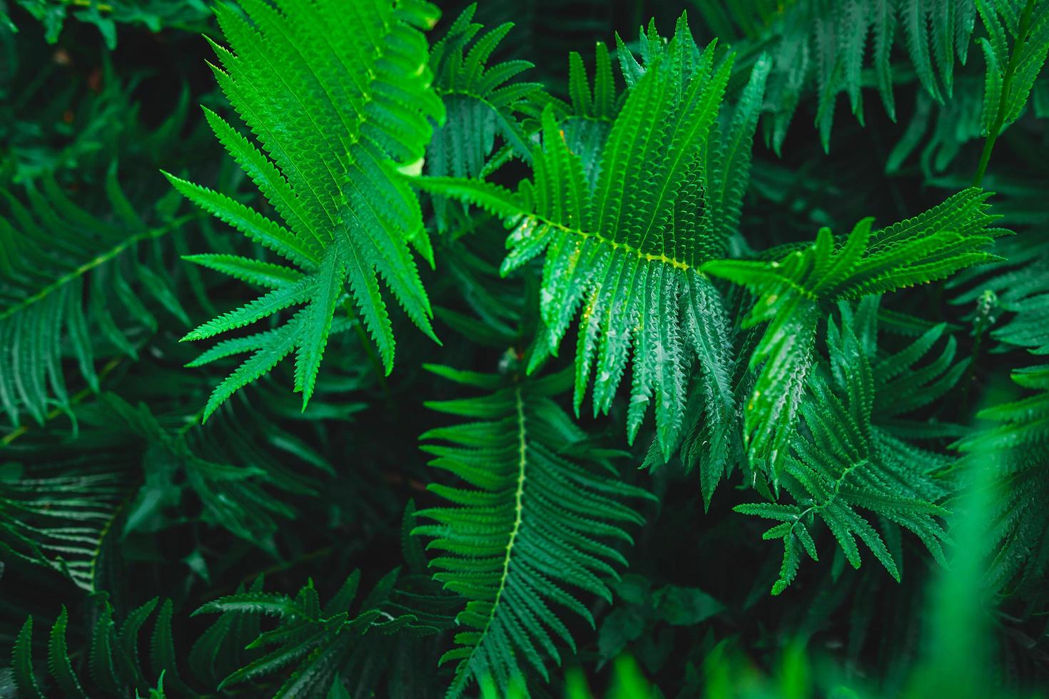 jardín de helechos y fondo de árbol de helecho foto