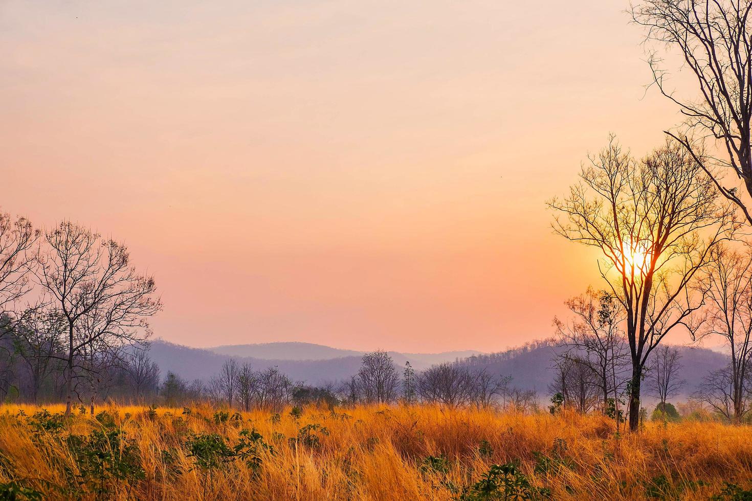 Trees and meadows and morning sun photo