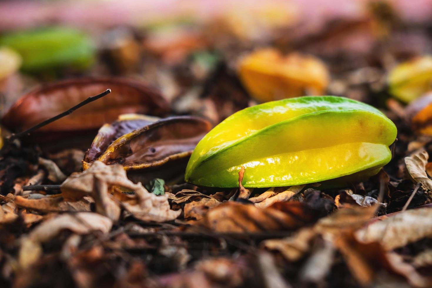 carambola que ha caído del árbol al suelo. foto