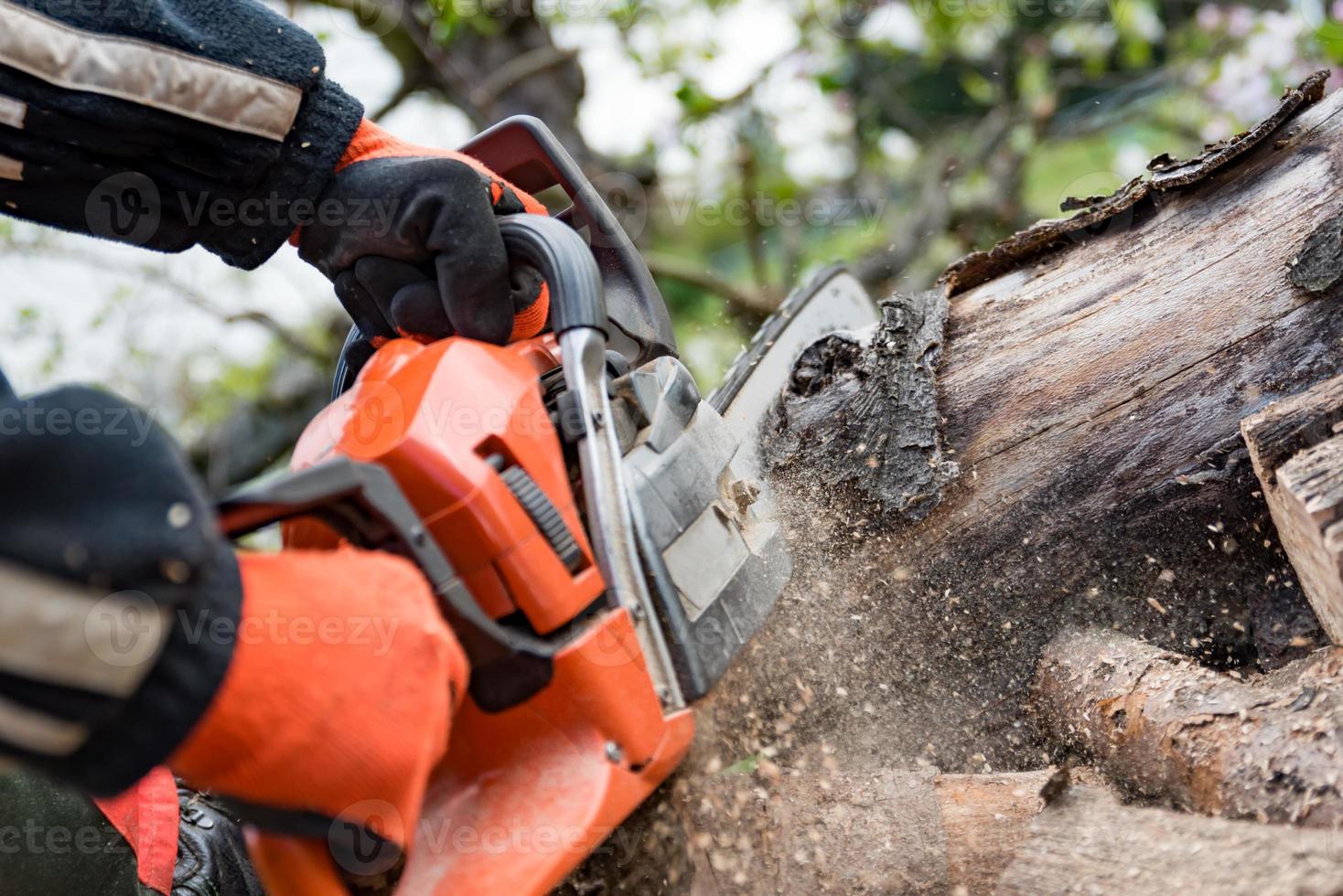 Man saws firewood with a red chainsaw photo