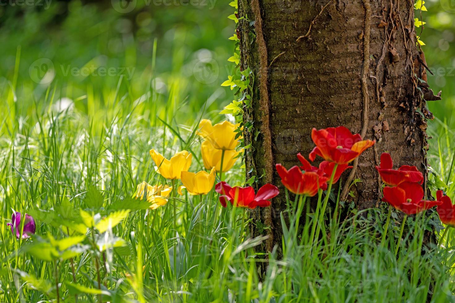 blooming yellow and red tulips grow in a group on a tree trunk photo