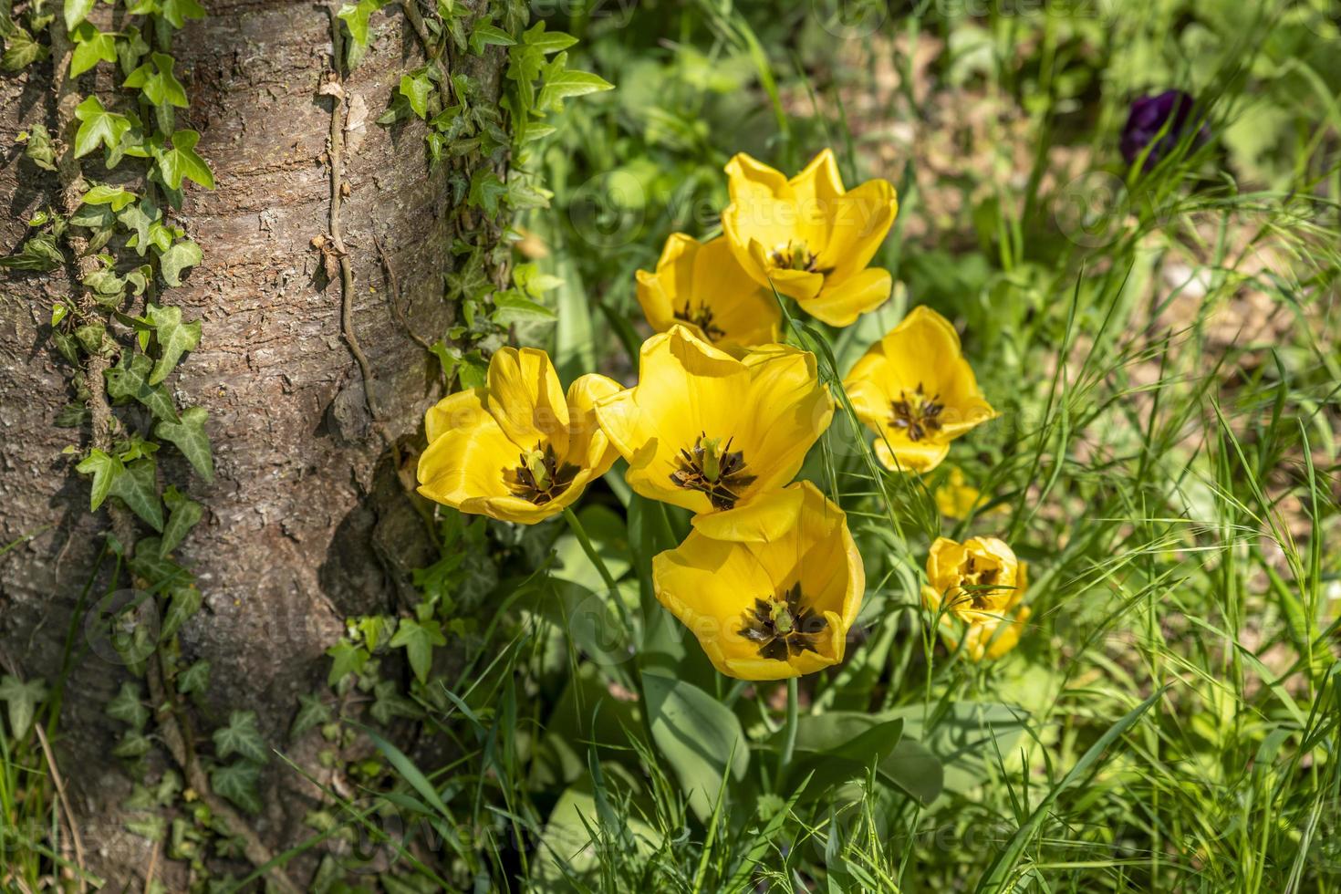 blooming yellow tulips grow in a group on a tree trunk photo