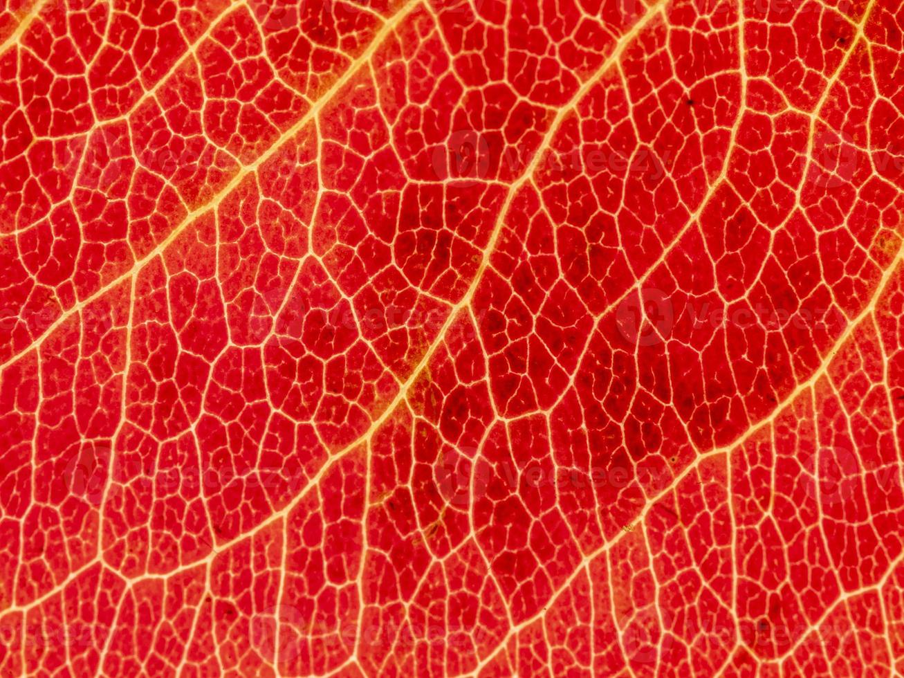 Underside of a translucent autumnal leaf in different shades. photo