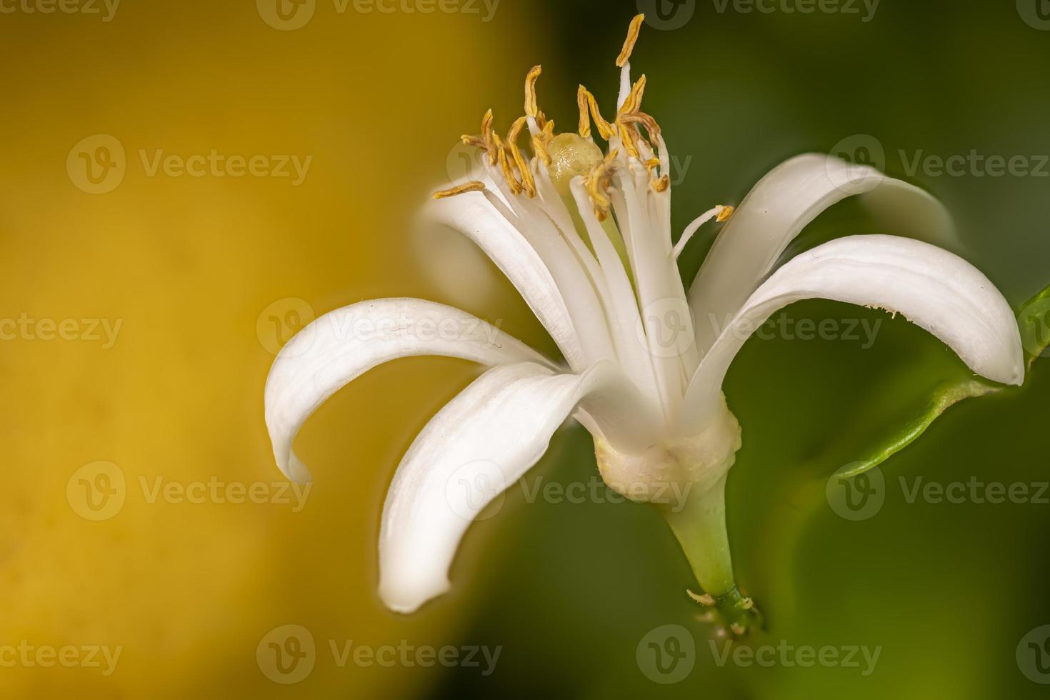 Close up of lemon blossoms in the tree photo