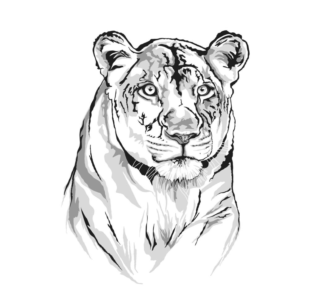 Vector sketch of a lioness face. 2313866 Vector Art at Vecteezy