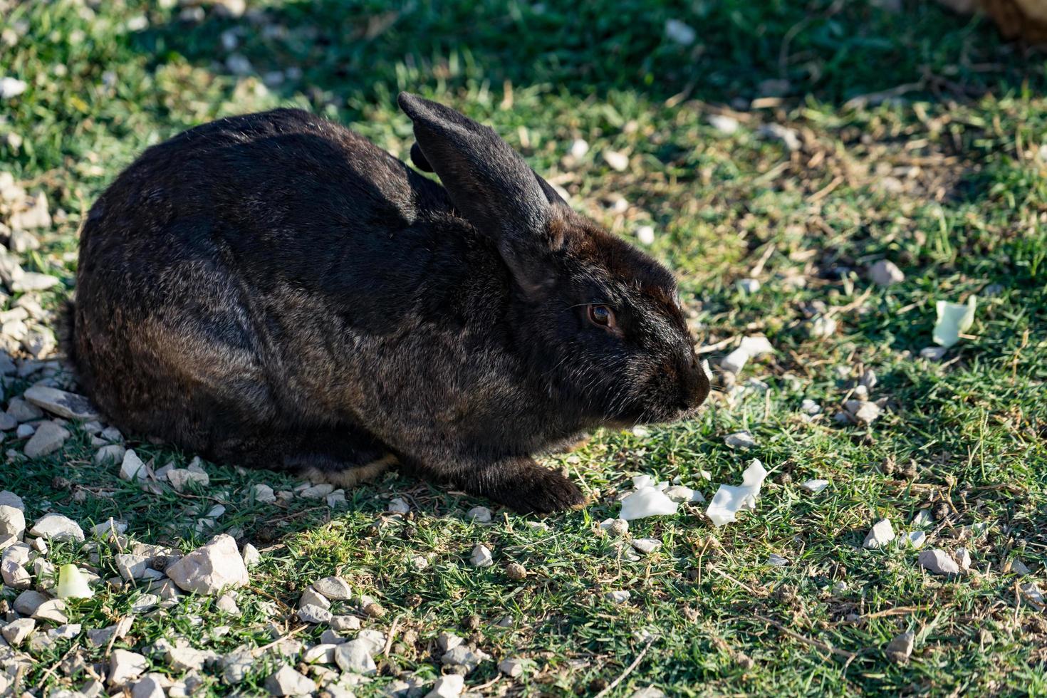 conejo con pelo negro-castaño se sienta sobre la hierba verde en un prado. foto