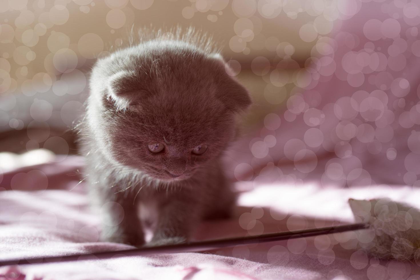 Retrato de un pequeño gatito escocés gris foto