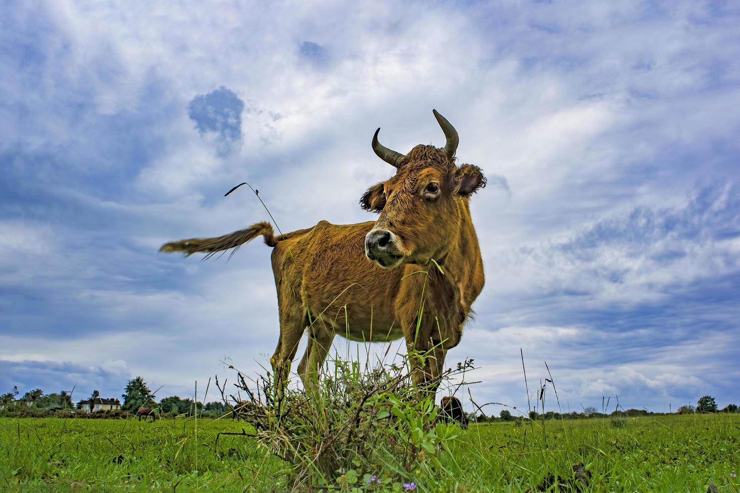 Red cow on the background of a green field and cloudy sky. photo