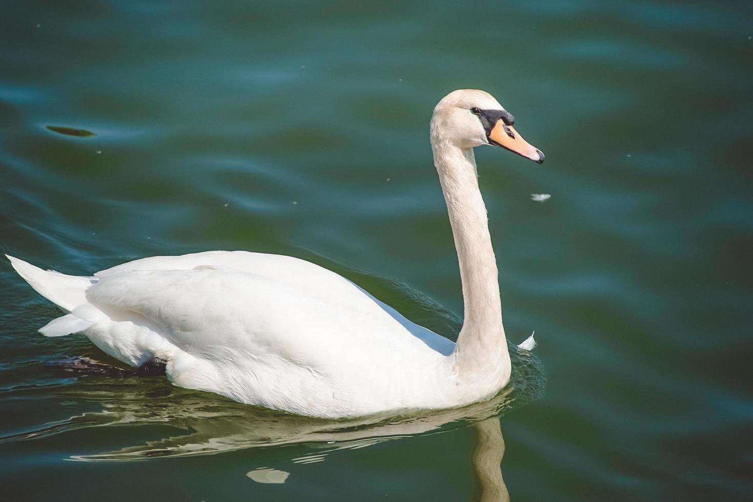 Close up portrait of a swan swimming in the water photo