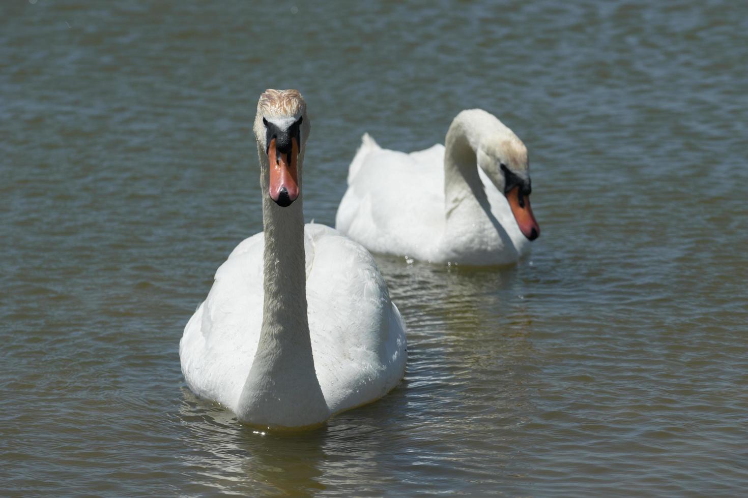 un par de cisnes blancos nada en el lago. foto