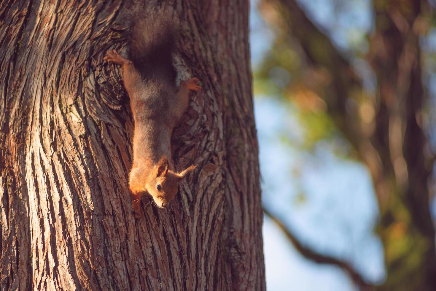 retrato de una ardilla roja en el fondo de un tronco de árbol. foto