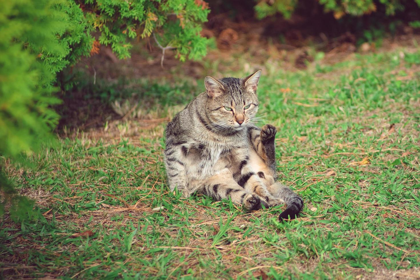 Beautiful striped cat photo