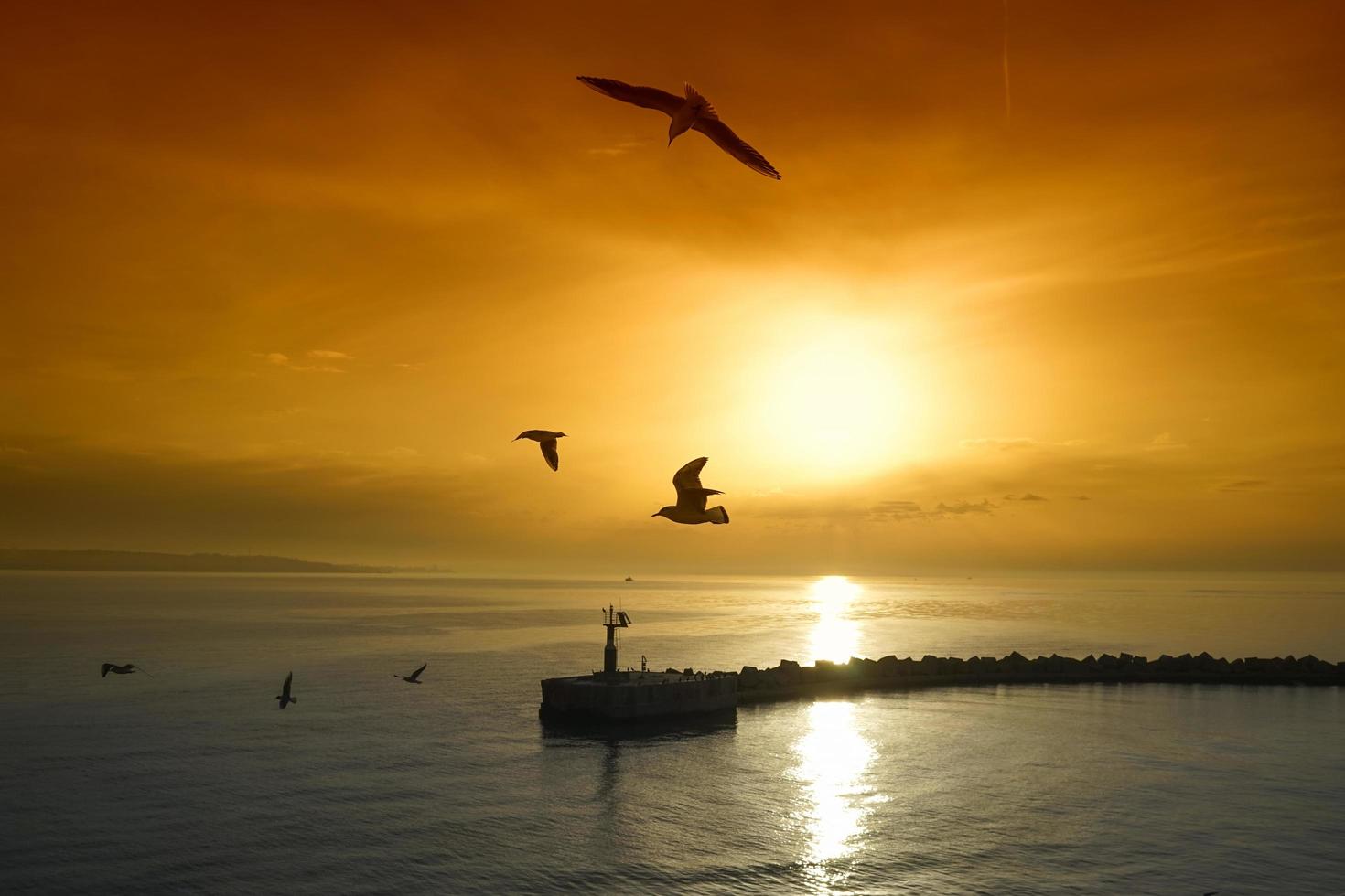 puesta de sol sobre el paisaje marino con gaviotas foto