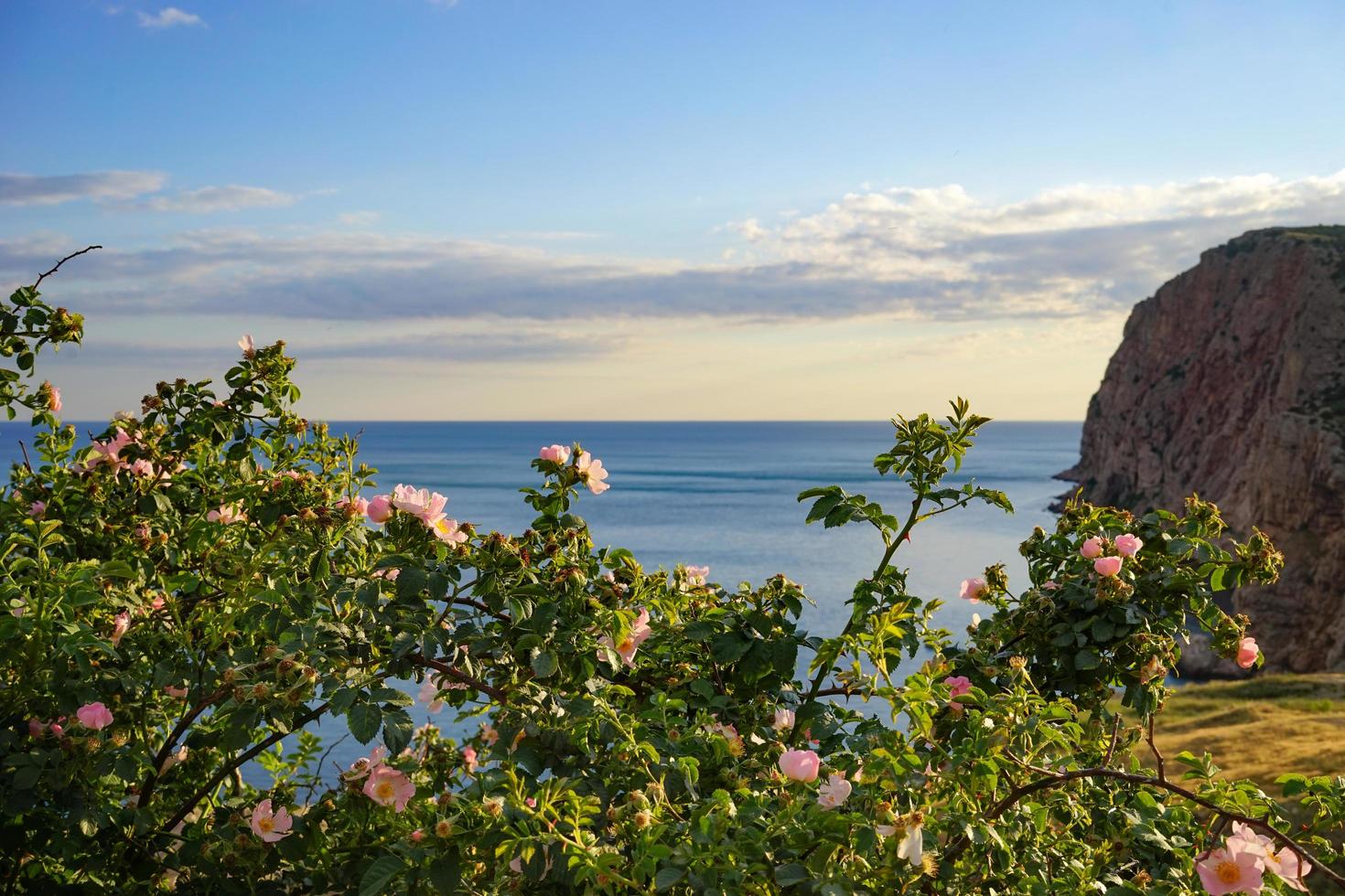 The wild rose Bush with pink flowers and green leaves photo