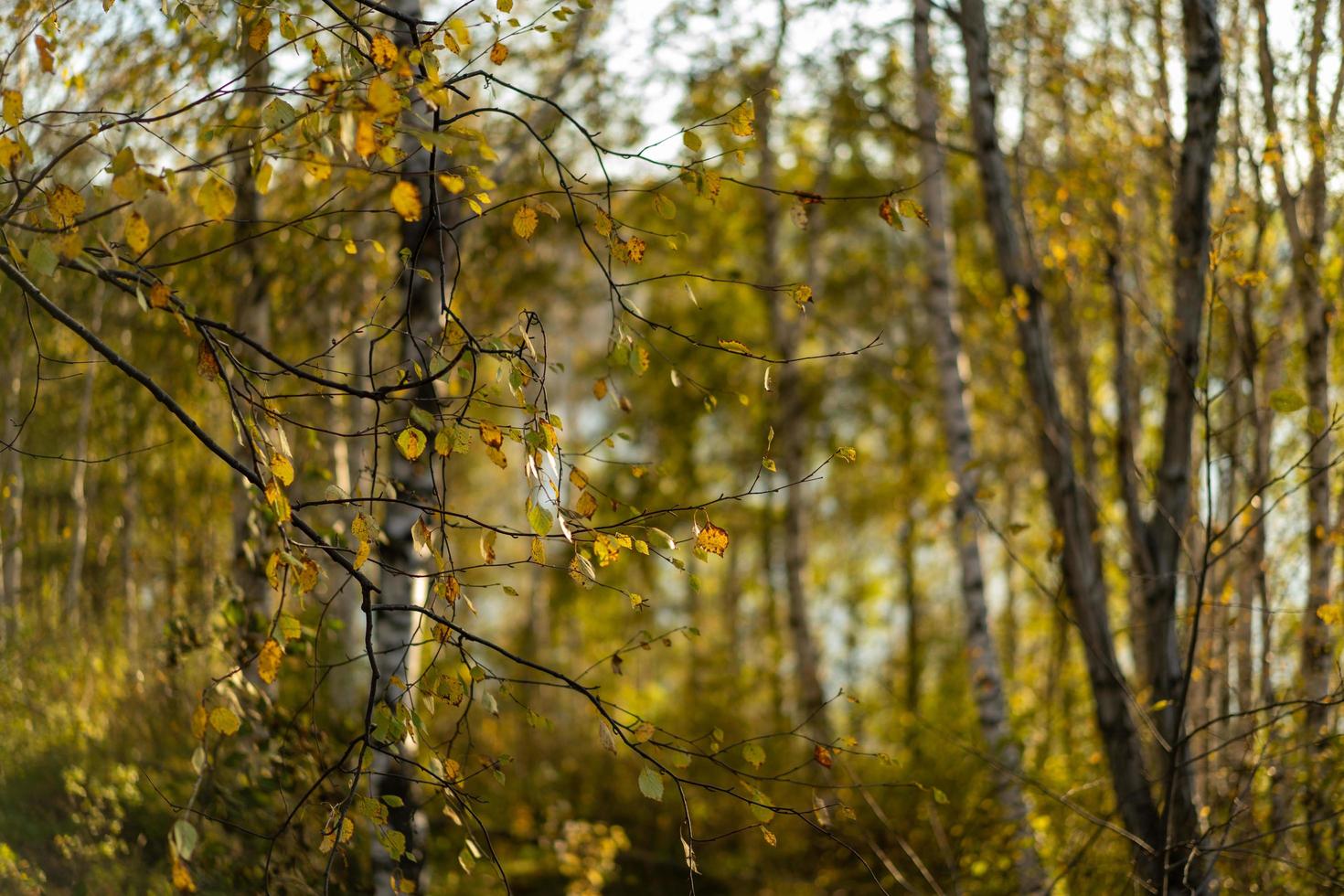 Fondo de otoño natural con abedules foto