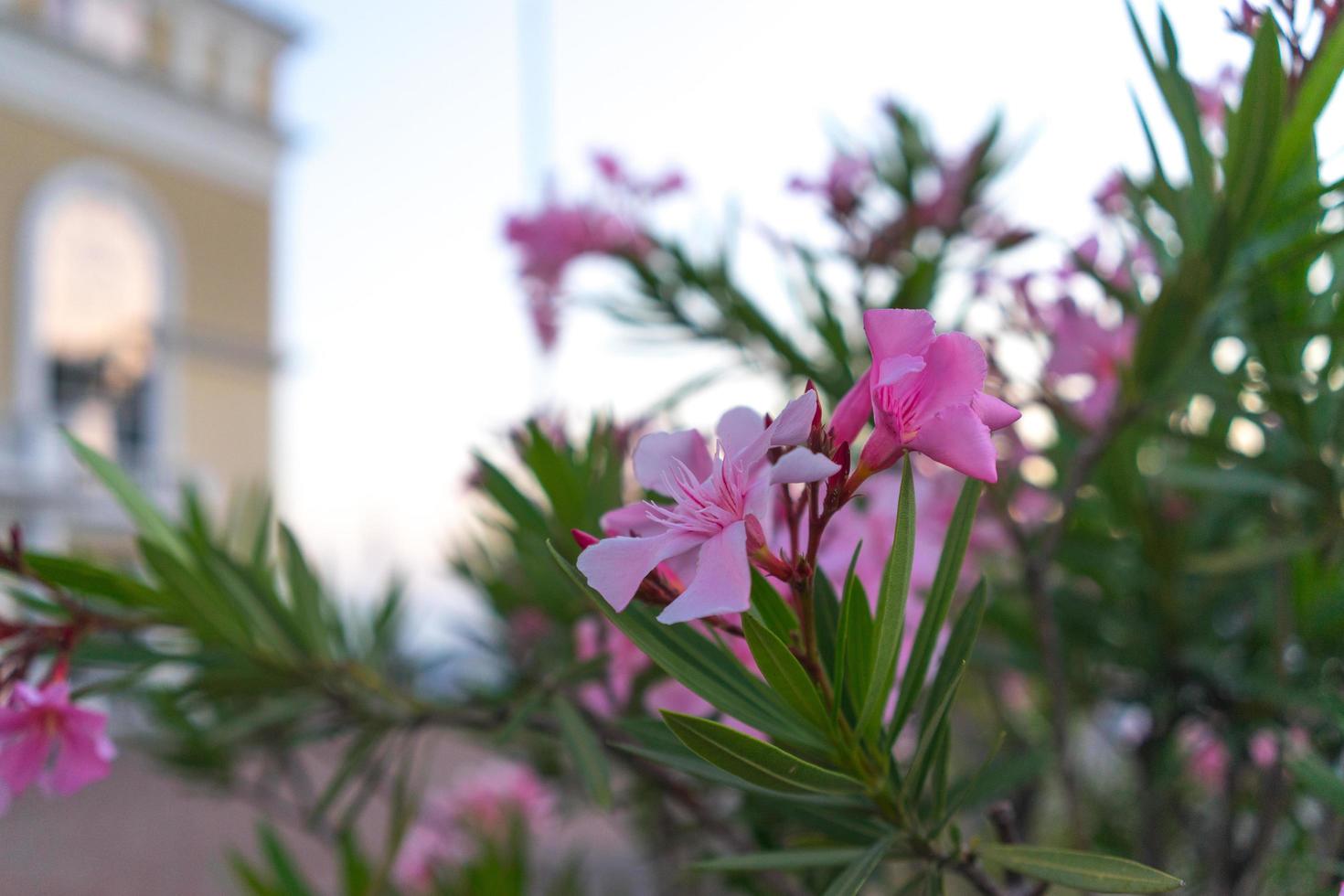 Pink oleander flowers on blurred urban background photo