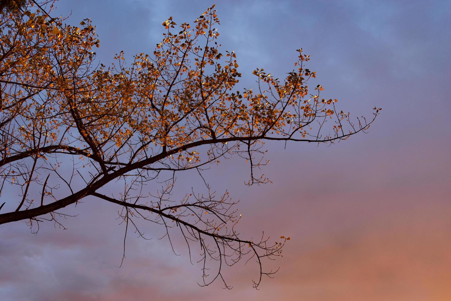 fondo con ramas de árboles y hojas de otoño foto