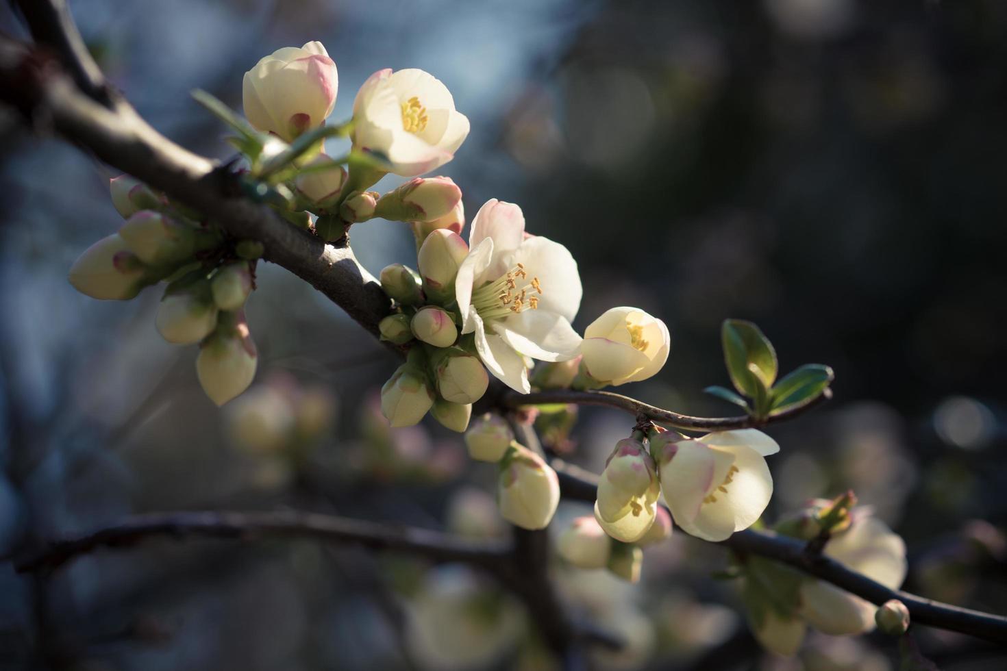 A branch with delicate white flowers on a dark background photo