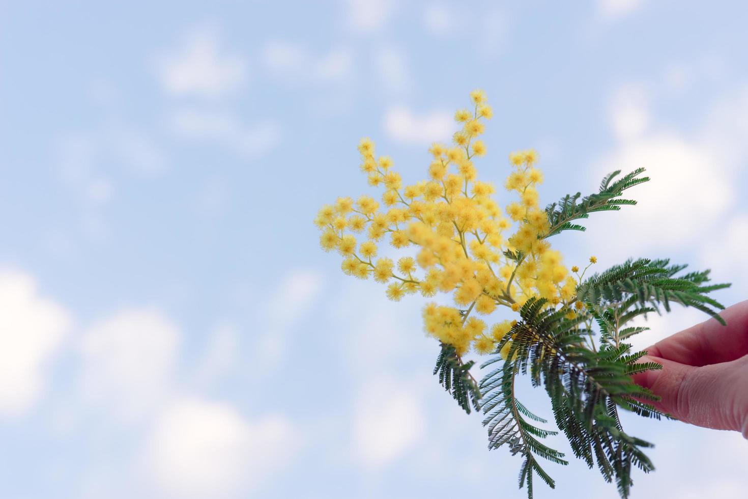 una rama de acacia plateada contra el cielo azul foto