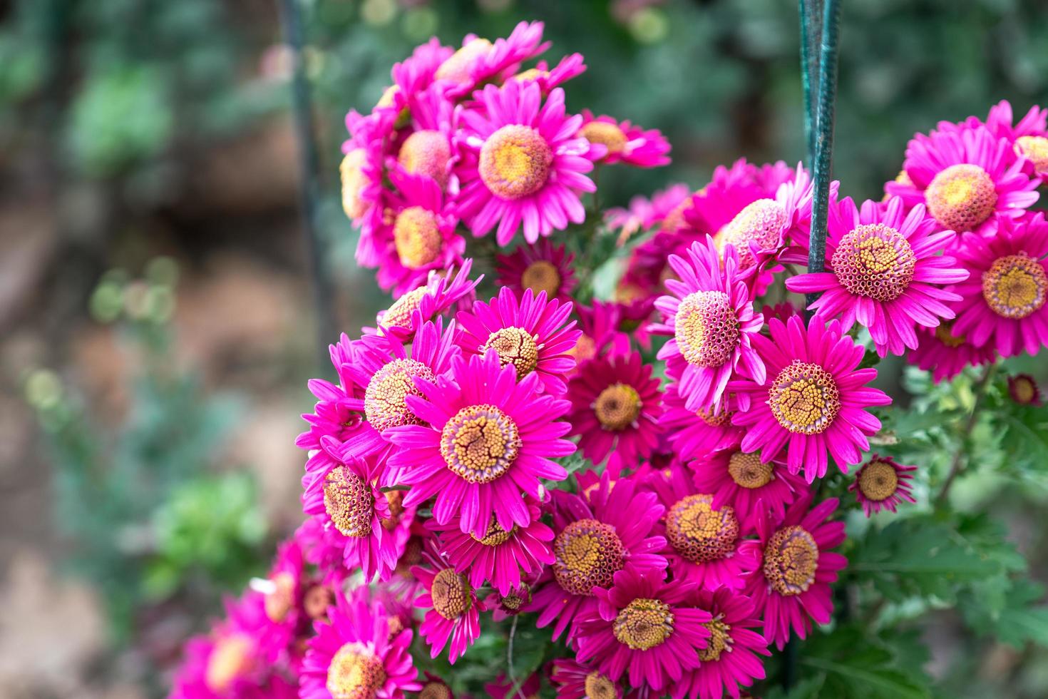 Flores de crisantemo sobre un fondo borroso foto