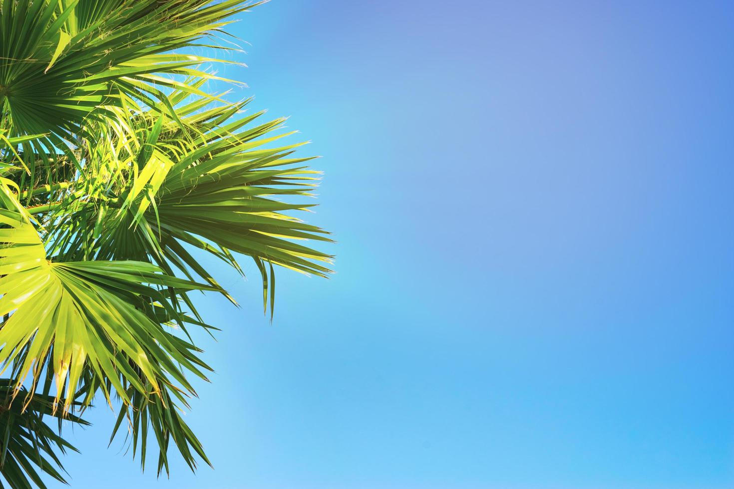 The tops of palm trees on a clear blue sky photo