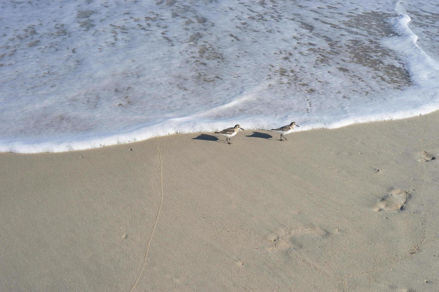 Sandy beach with sea waves and birds photo