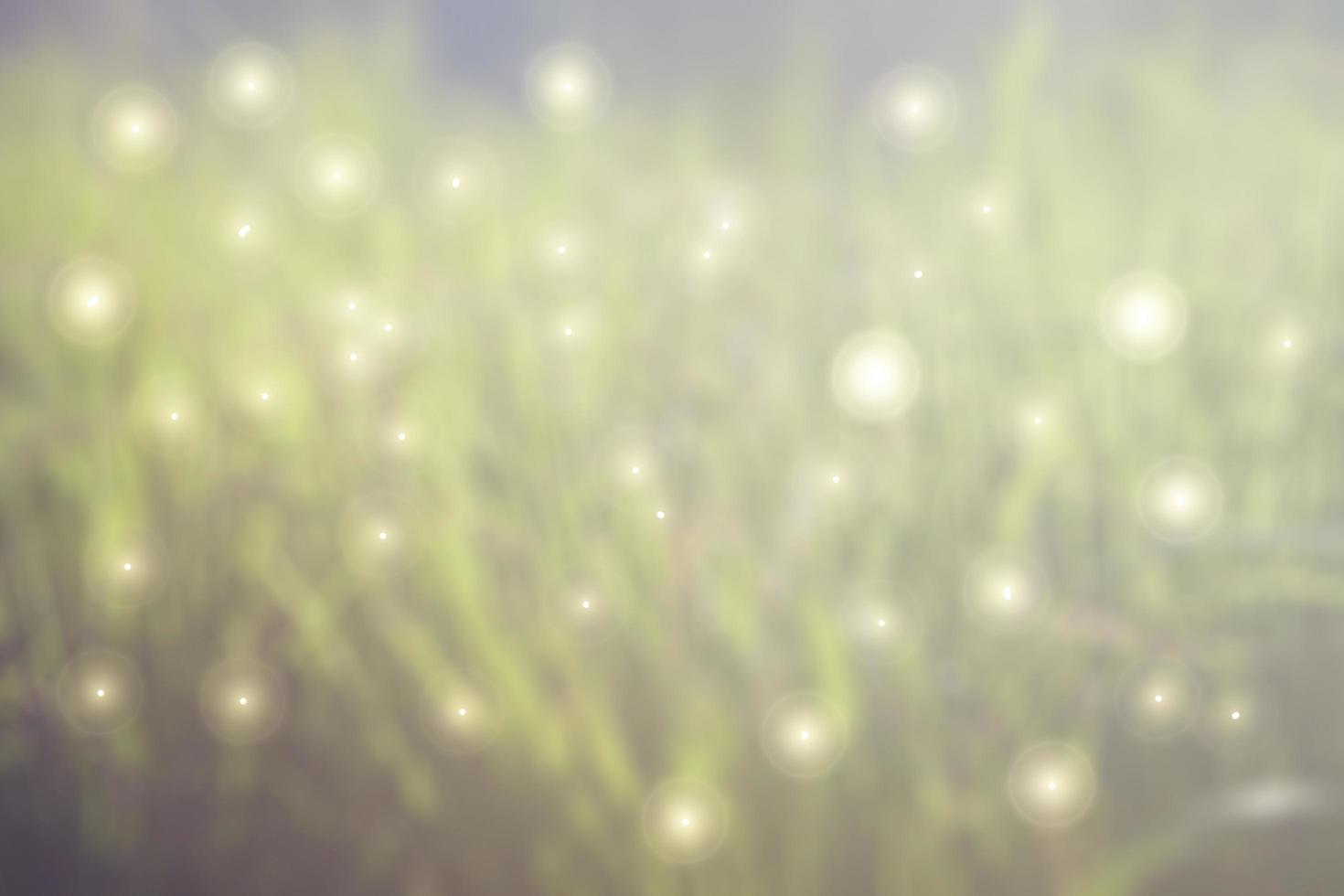 Fabulous blurred background with highlights in light green the grass photo