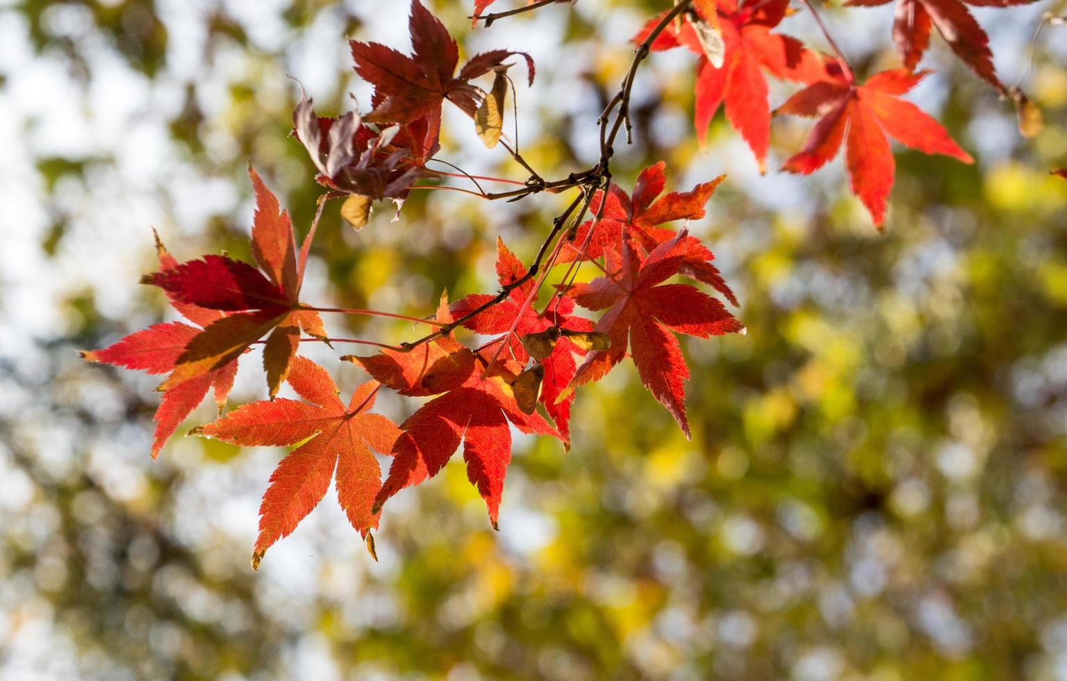 Red maple leaves, golden autumn photo