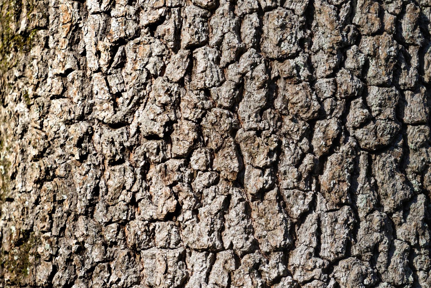 Fondo natural de un primer plano de árbol marrón foto