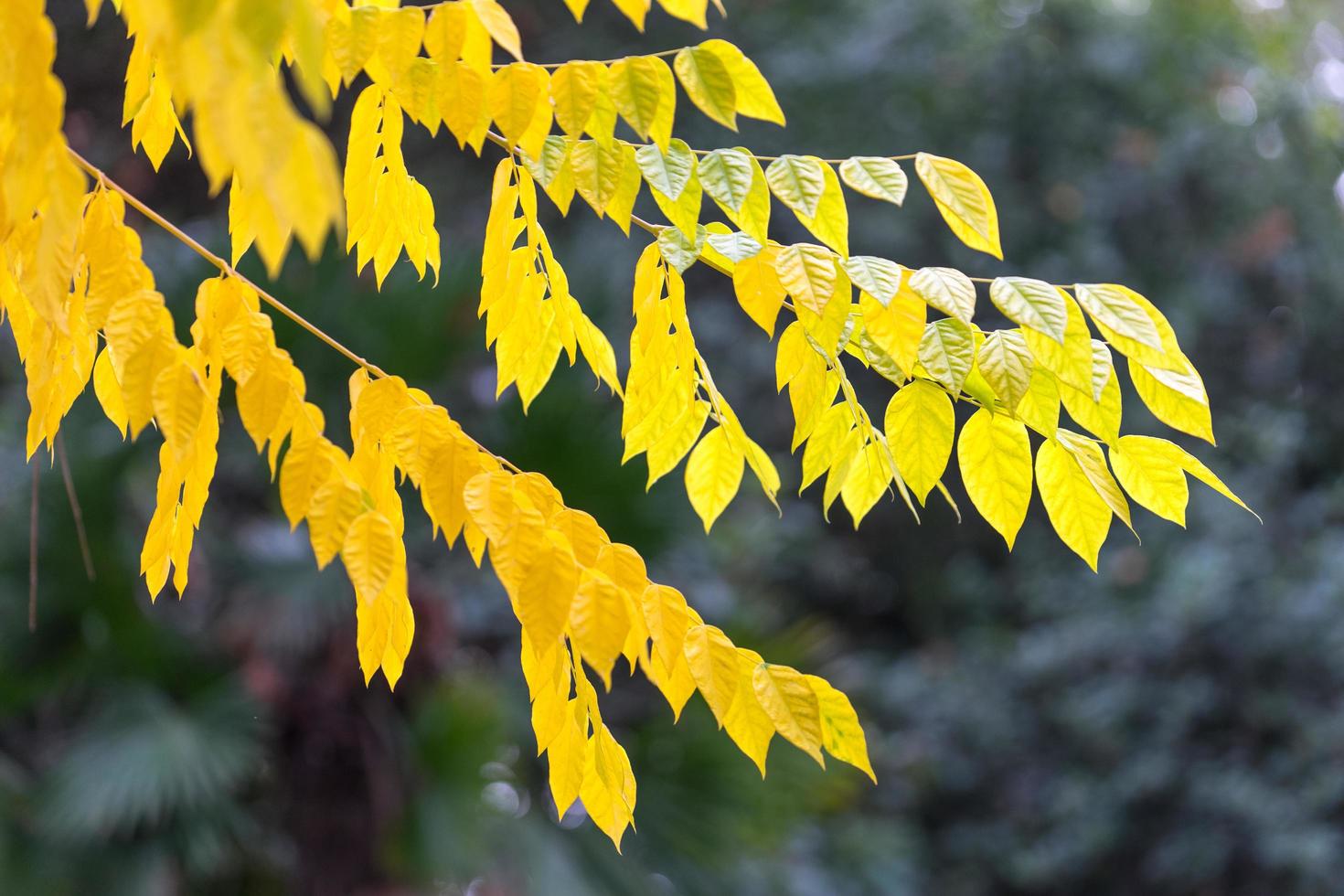 Natural background with tree branches photo