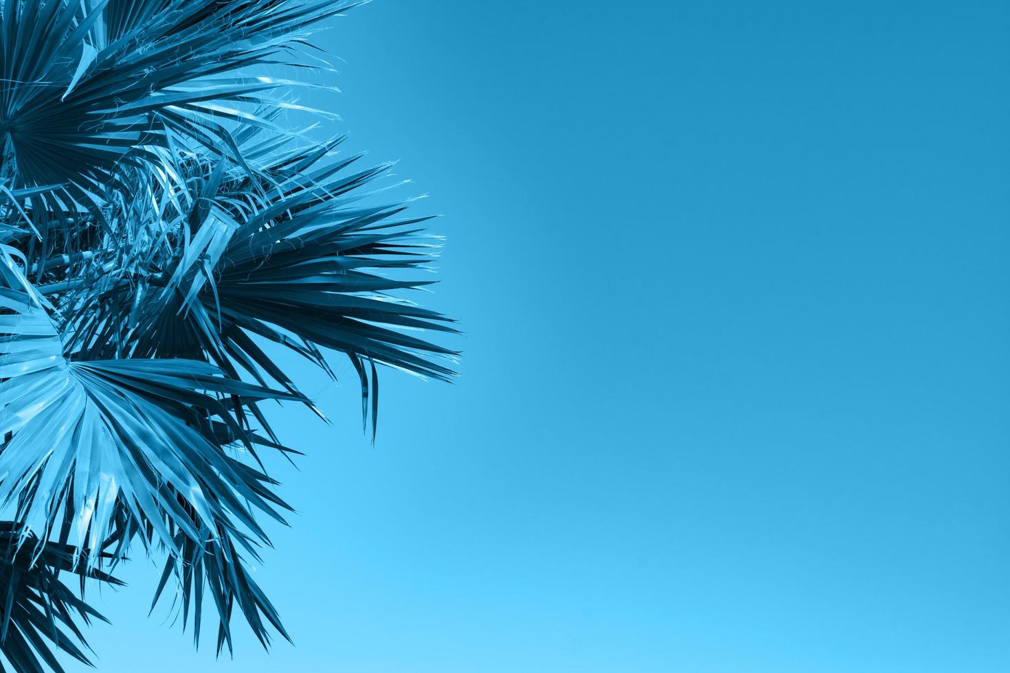 Blue natural background with palm leaves photo