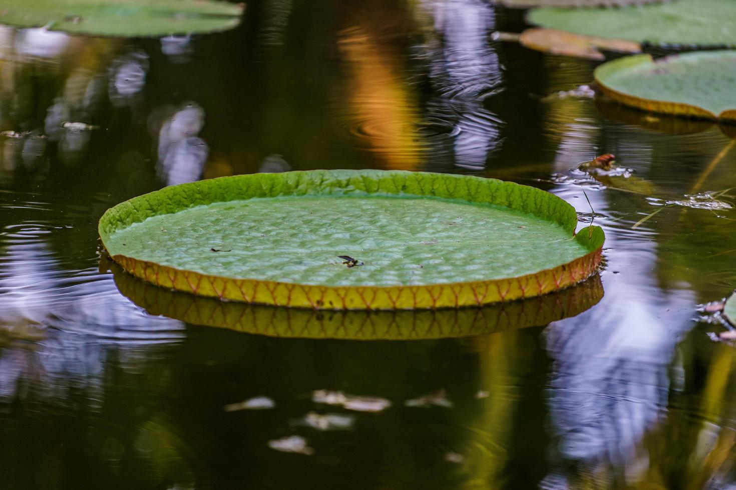 Water Lily Victoria amazonica or Victoria Regia photo