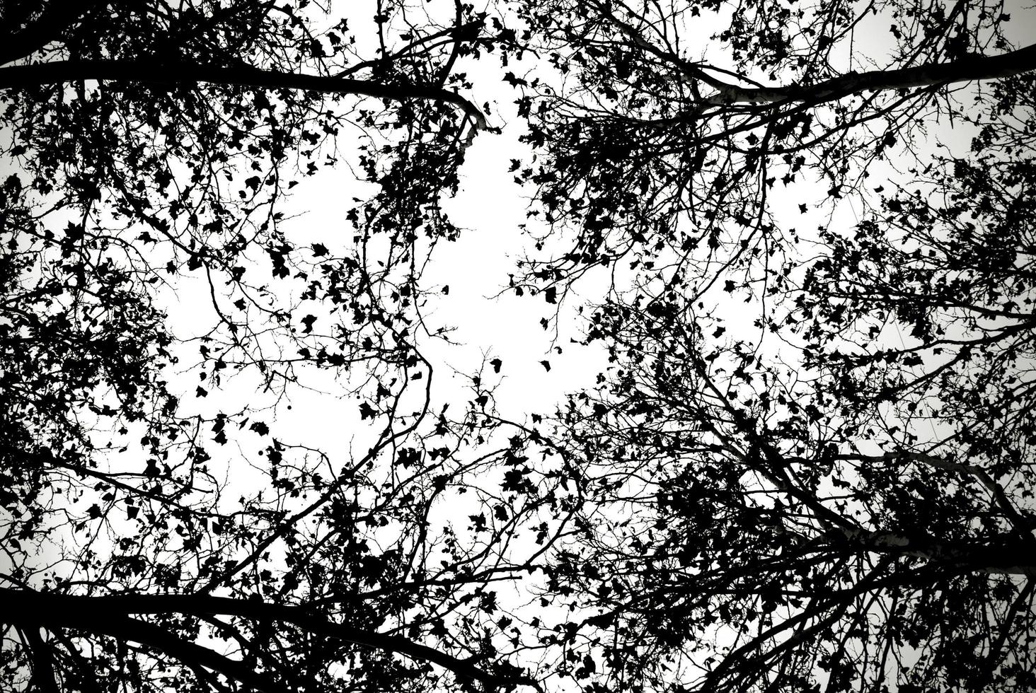 Ground view of tree branches in black and white photo