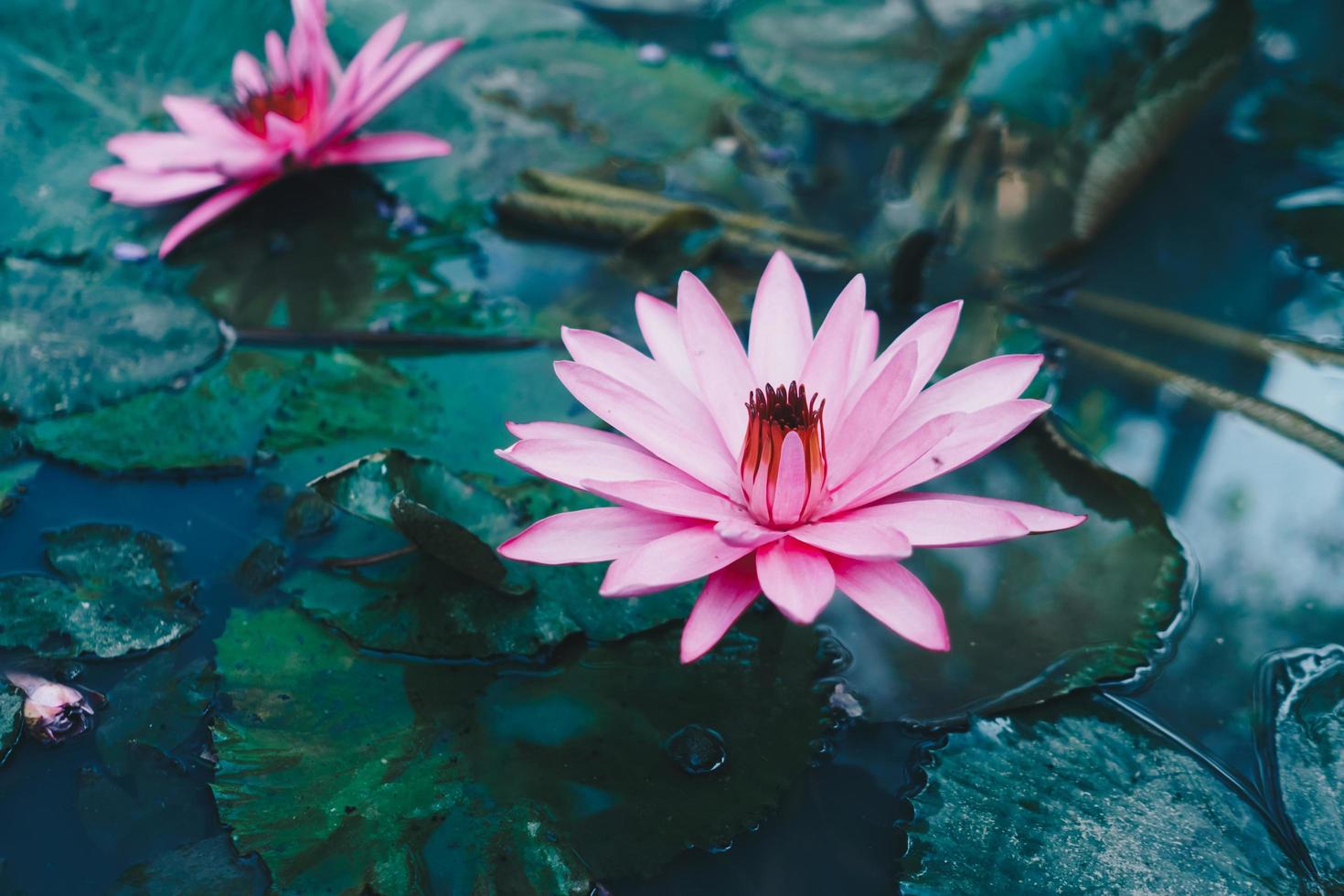 Pink lotus in a pond in the morning at a park, nature background. photo