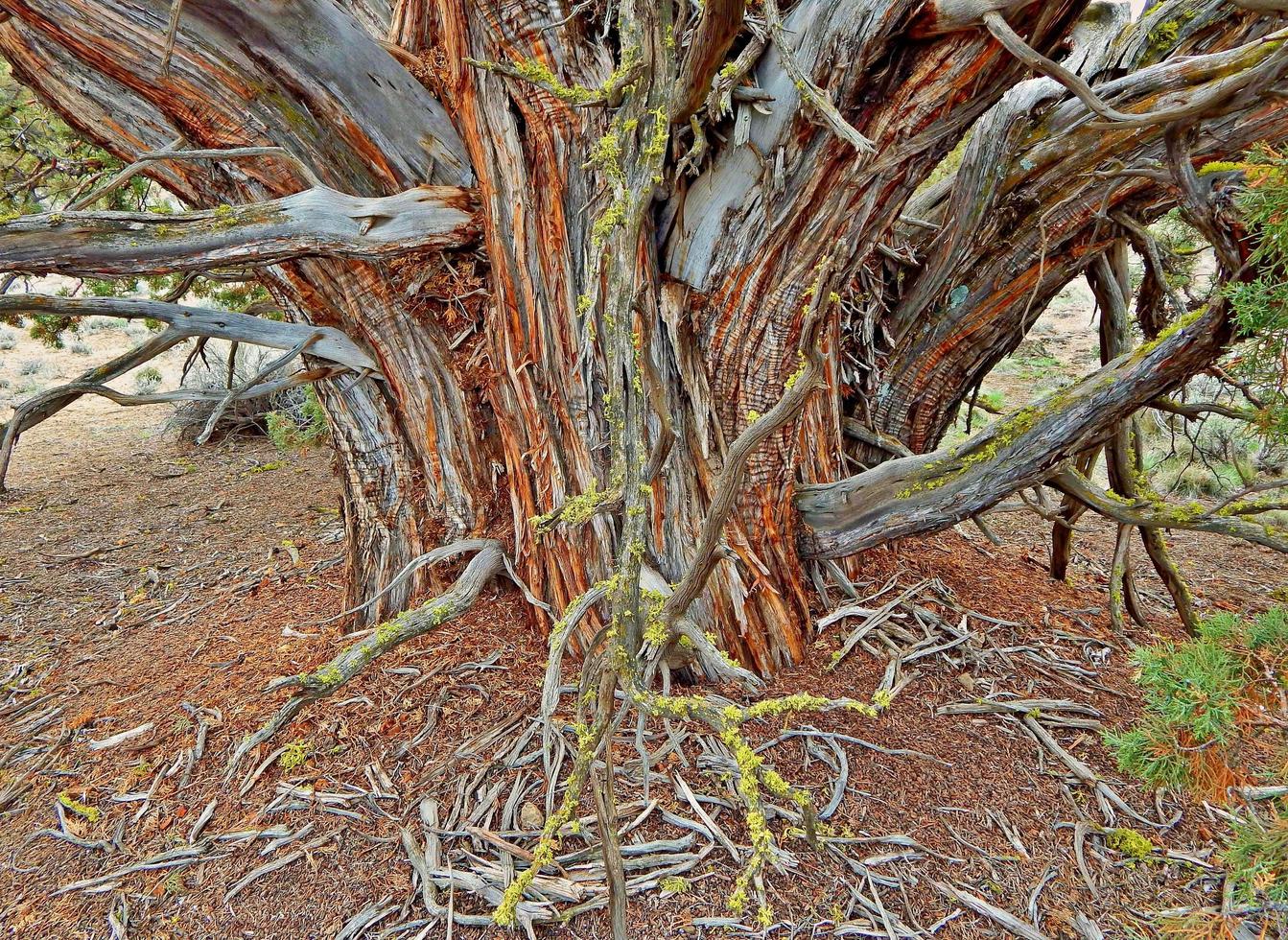 Ancient Juniper - east of Redmond, OR photo