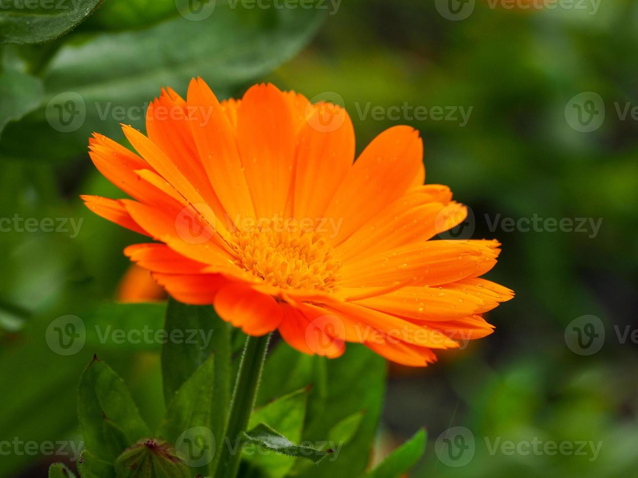 Primer plano de una flor de caléndula caléndula naranja foto