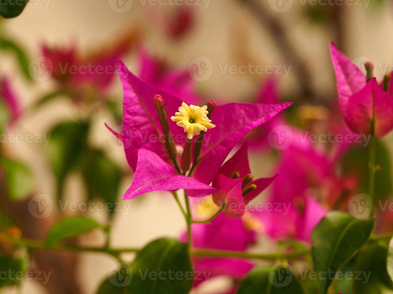 Pretty yellow flower and pink bracts of Bougainvillea glabra photo