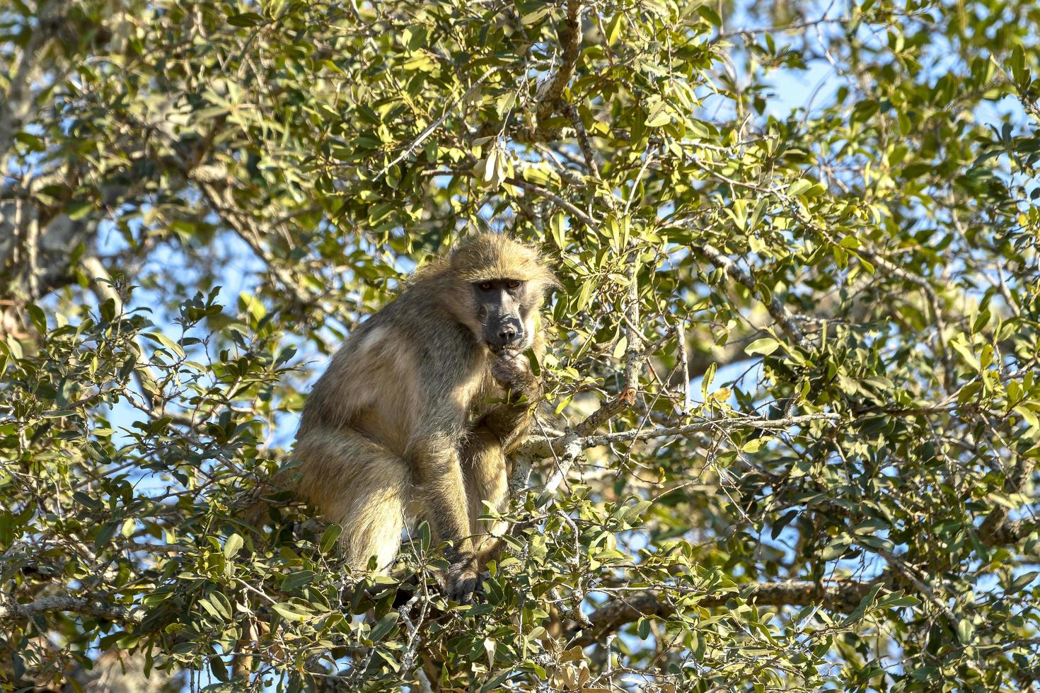 Babuino salvaje comiendo frutas en un árbol - Sudáfrica foto