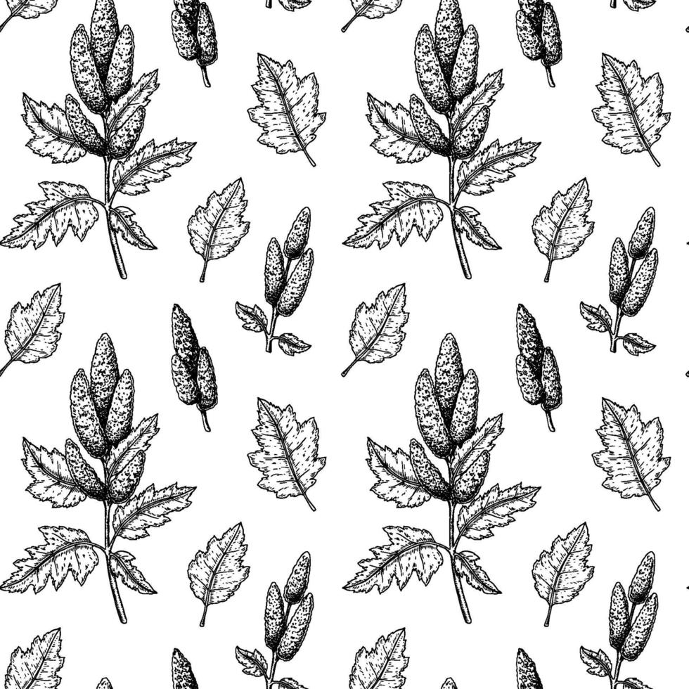 Quinoa seamless pattern. Vector illustration in sketch style