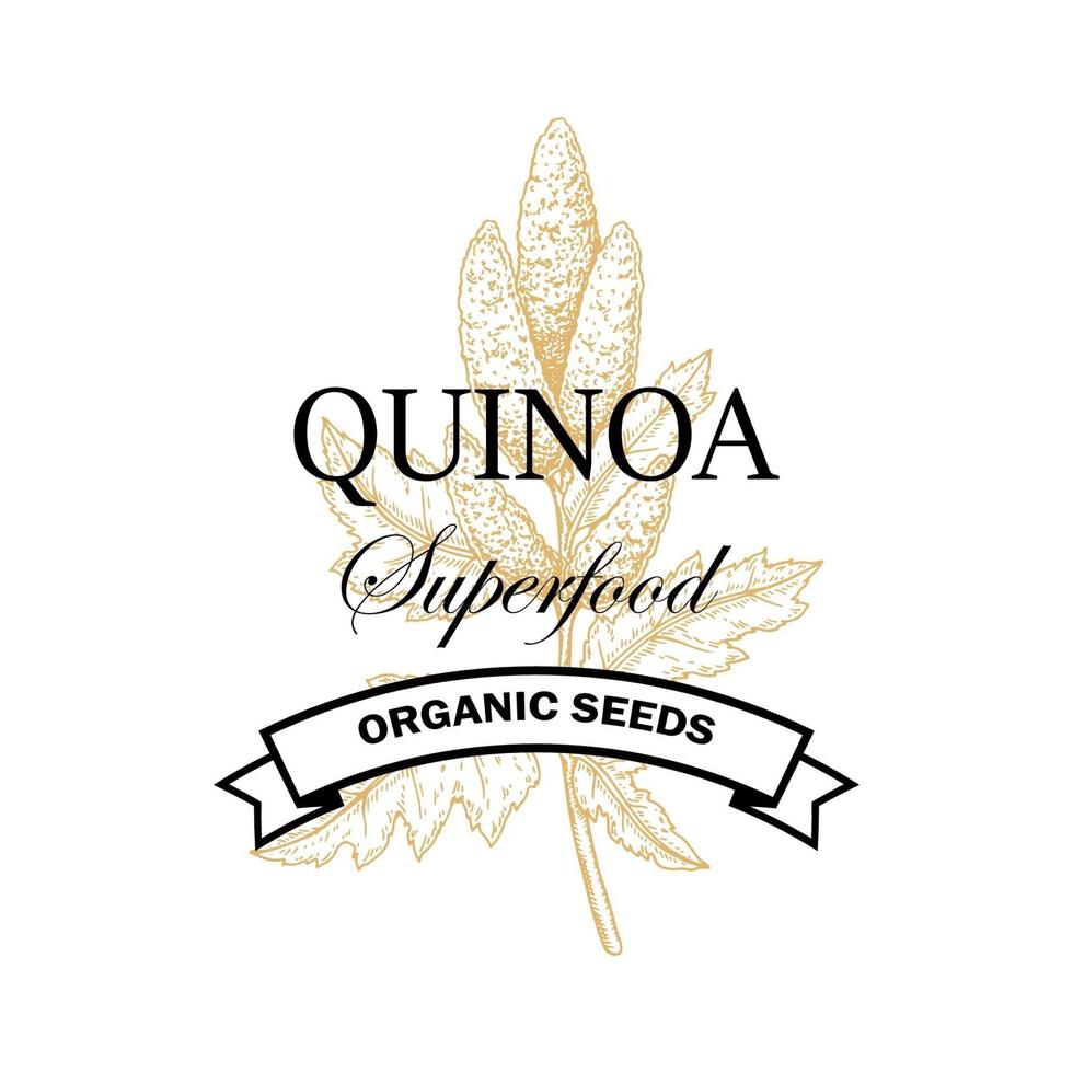 Quinoa vintage logo with hand drawn element. Vector illustration in sketch style