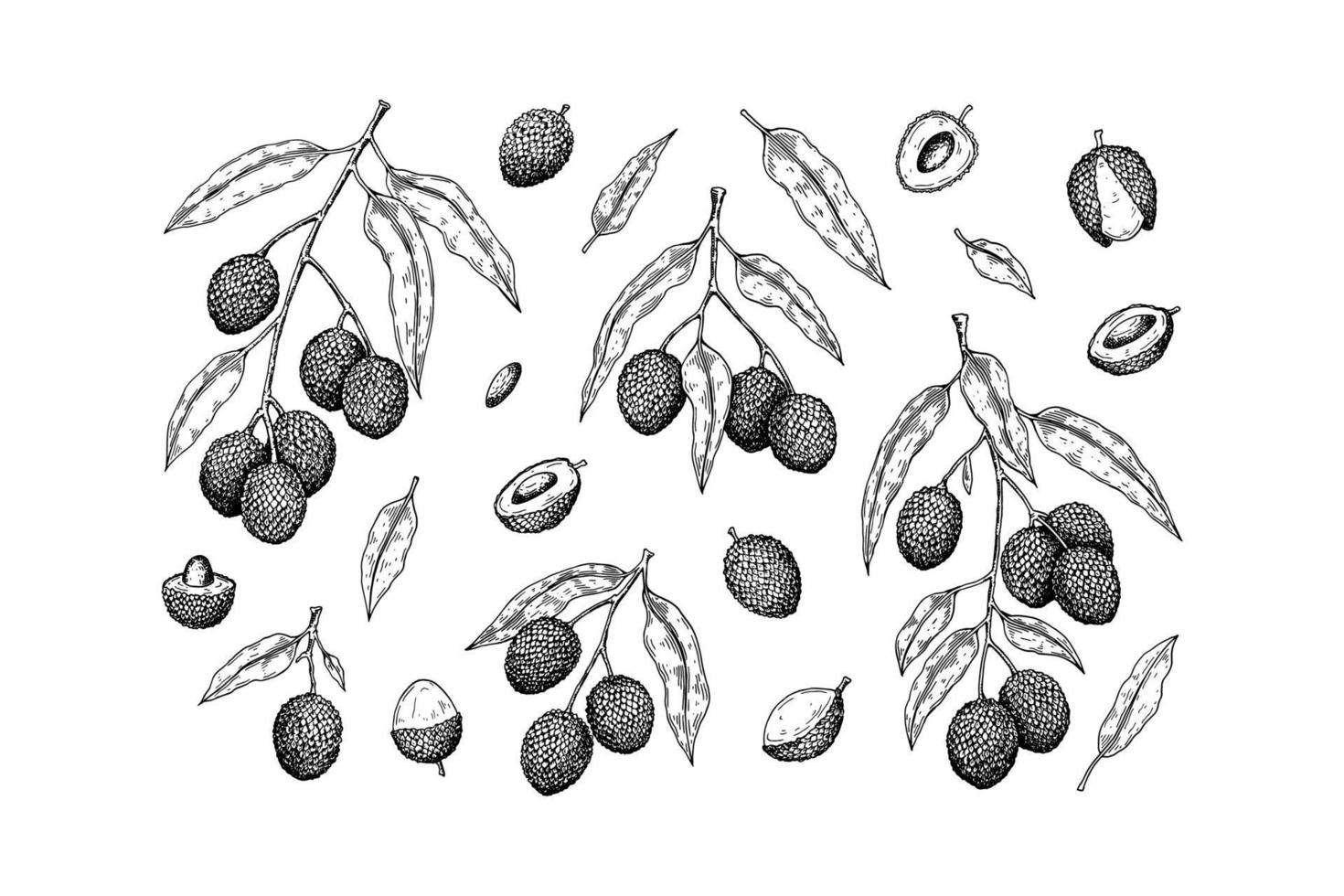 Set of hand drawn lychee fruits, branches and leaves isolated on white background. Vector illustration in detail sketch style