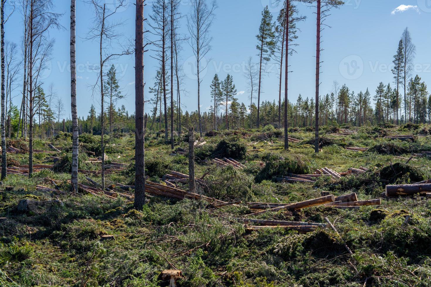área de deforestación recién hecha en Suecia foto