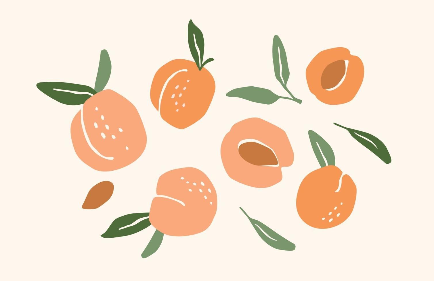Set of drawn apricots vector