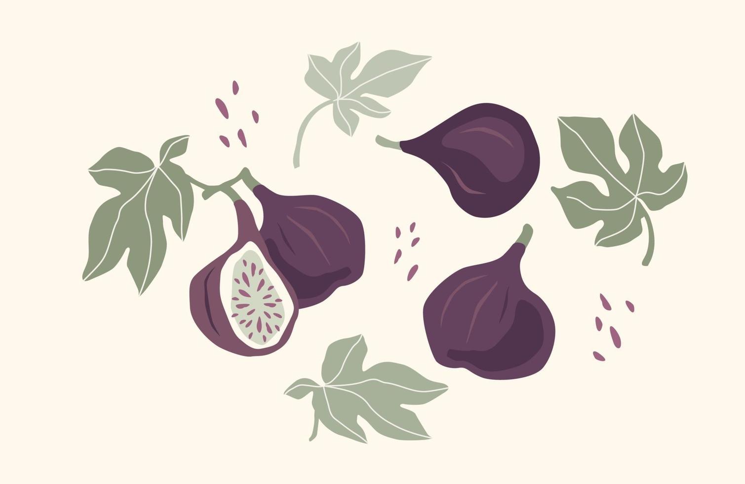 Set of drawn figs, Vector illustration. Isolated elements