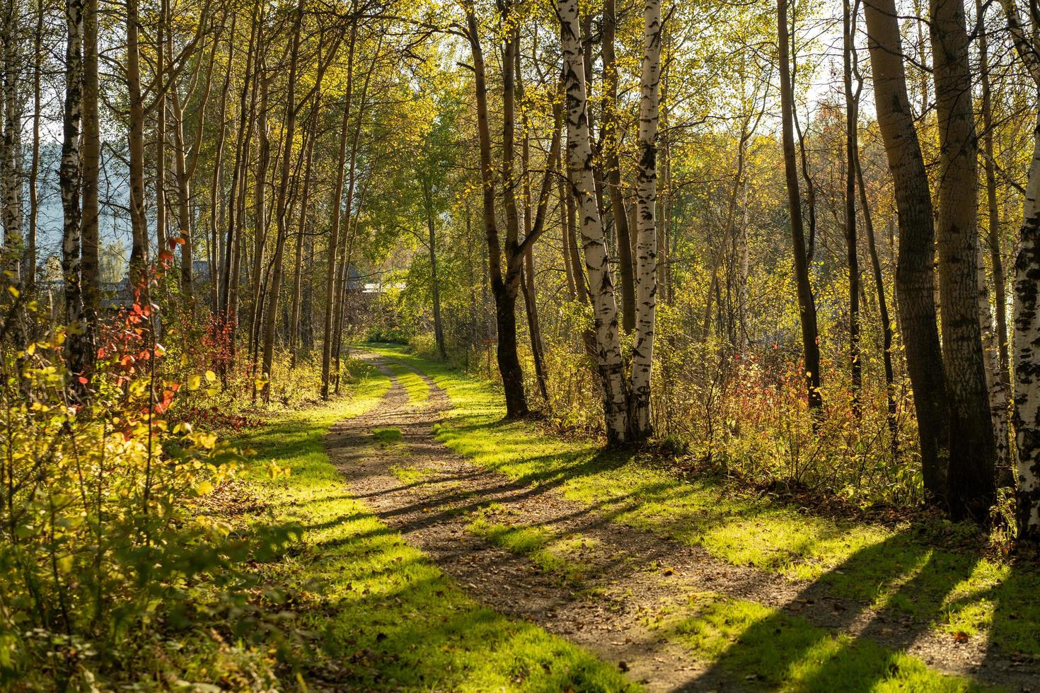 Natural landscape with a view of trees and a path in the grove. photo