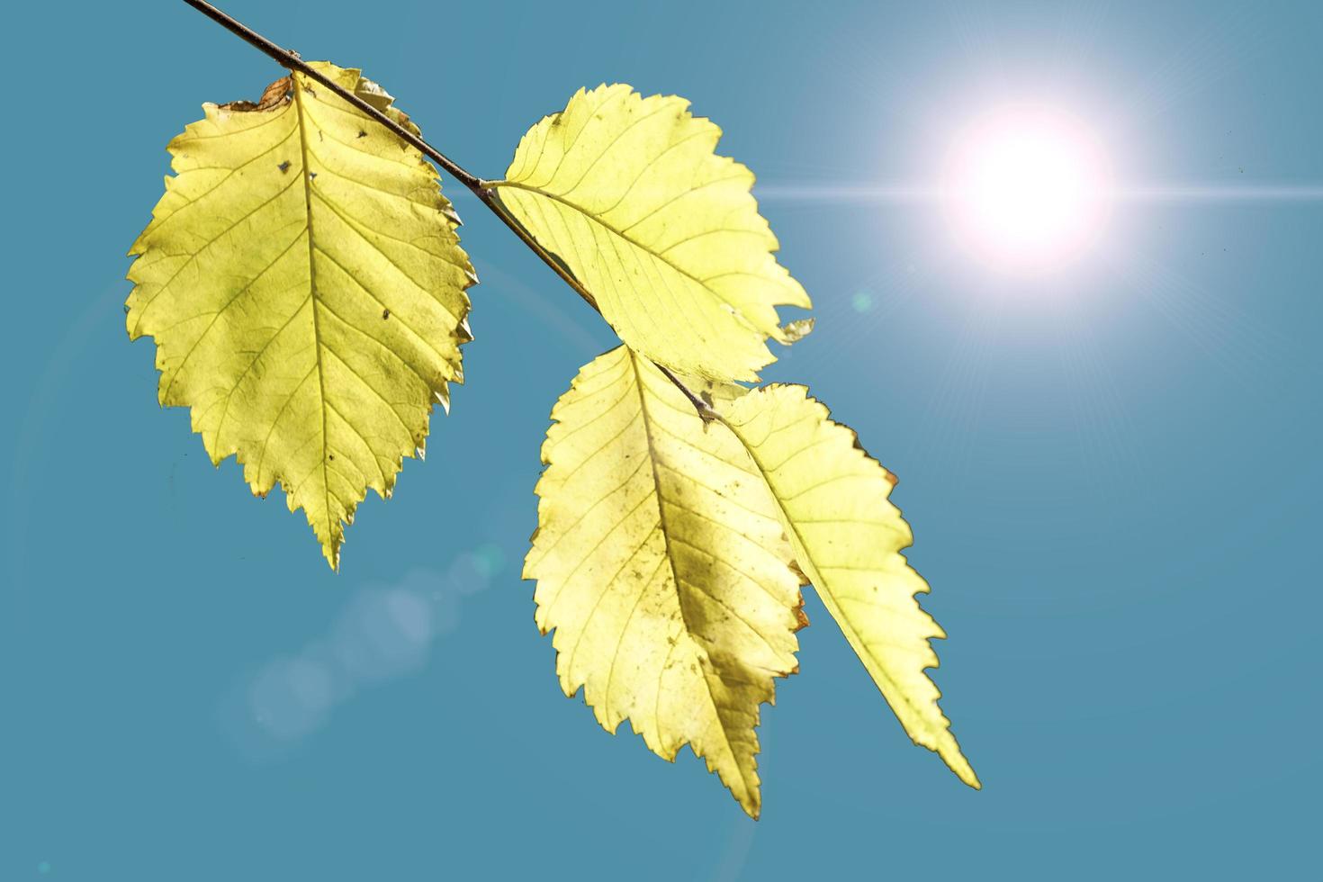 Autumn yellow leaves against the sky and bright sun photo