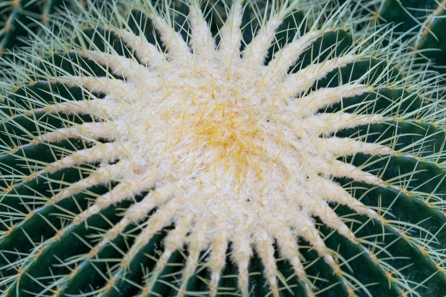 Fondo natural con grandes espinas de cactus brillantes en la macro foto