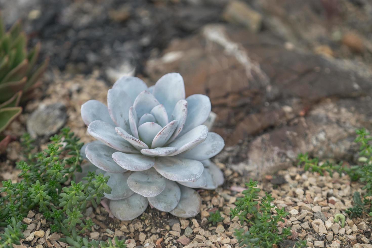 Natural background with beautiful succulent gray-green color photo