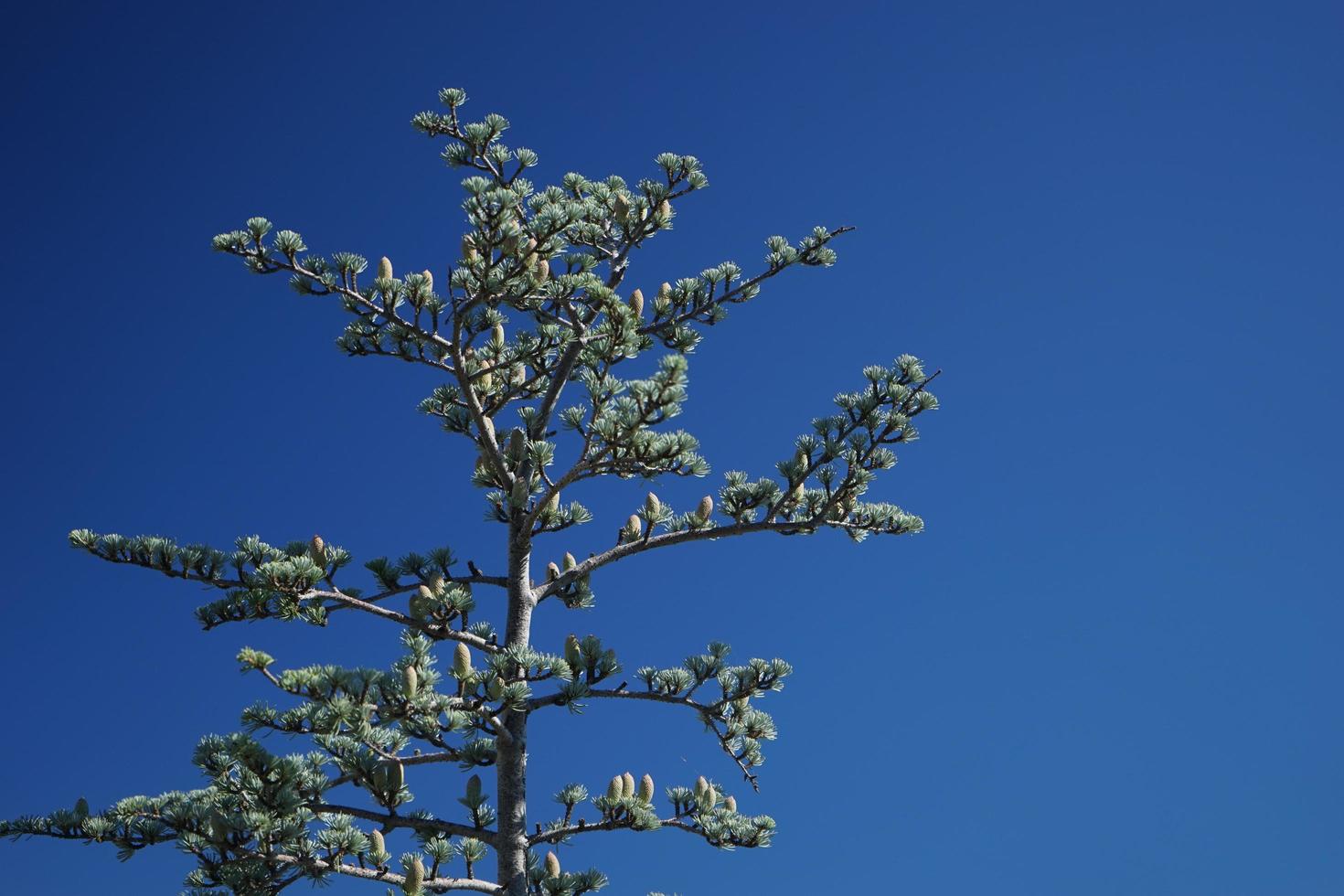 Cedrus atlantica tree en el fondo del cielo azul foto